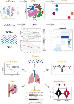 Revealing the role of regulatory T cells in the tumor microenvironment of lung adenocarcinoma: a novel prognostic and immunotherapeutic signature